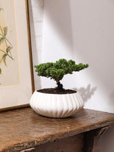 bonsai-de-pino-planta-de-la-eternidad-maceta-ceramica-regalos-de-condolencias-regalos-de-pesame-regalos-de-cumpleanos-habibi-plantitas_1034f896-cb05-4294-93cb-42f21289eaef.jpg